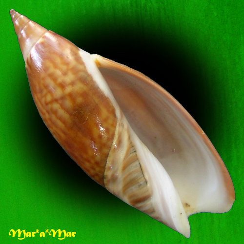 Agaronia travassosi Morretes, 1938