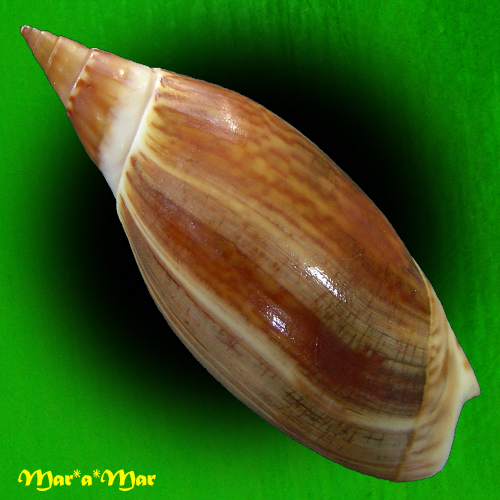 Alternative view of Agaronia travassosi Morretes, 1938