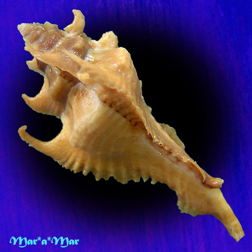 Alternative view of Purpurellus gambiensis (Reeve, 1845)