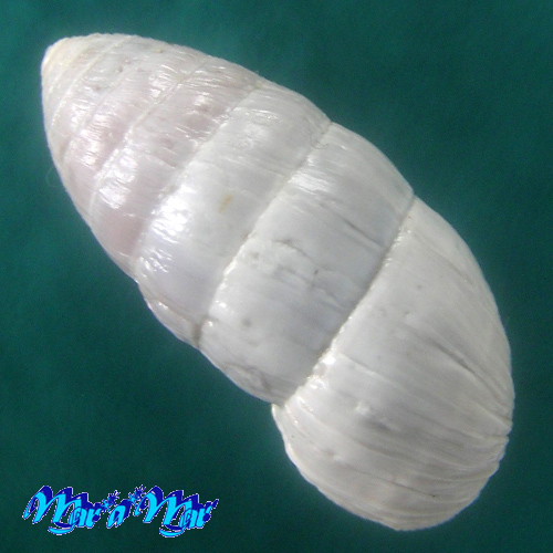 Alternative view of Cerion sp.