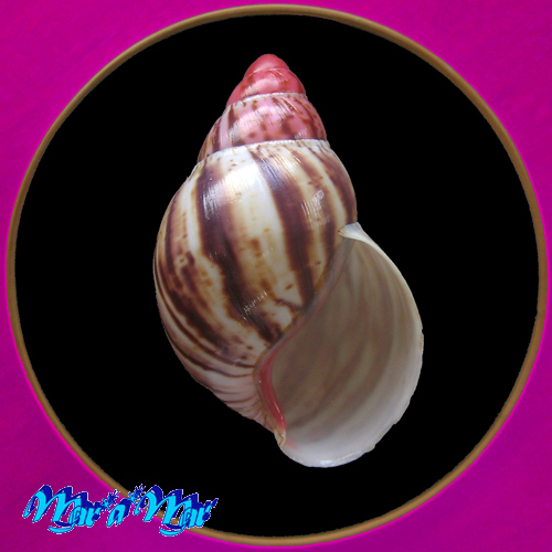 Archachatina marginata (Swainson, 1821)