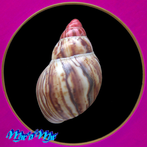 Alternative view of Archachatina marginata (Swainson, 1821)