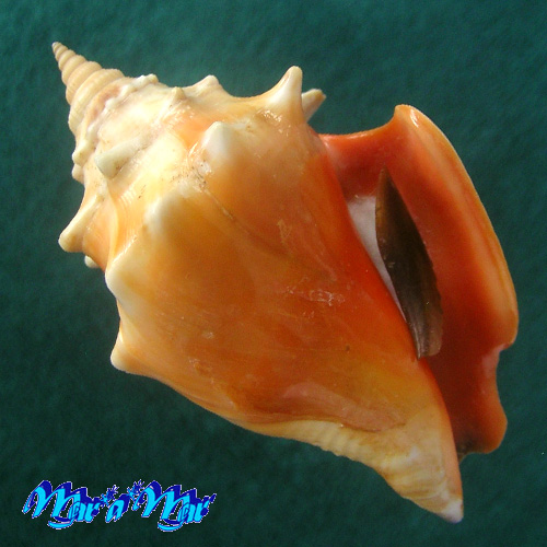 Strombus pugilis pugilis Linnaeus, 1758