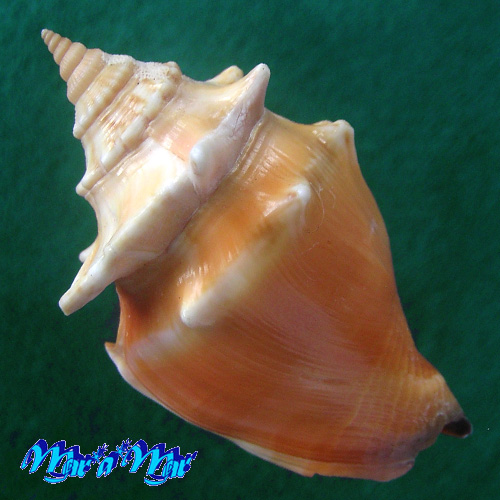 Alternative view of Strombus pugilis pugilis Linnaeus, 1758