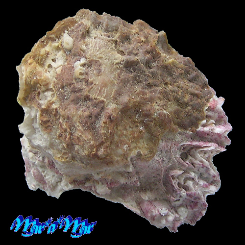 Hyotissa hyotis (Liné, 1758)