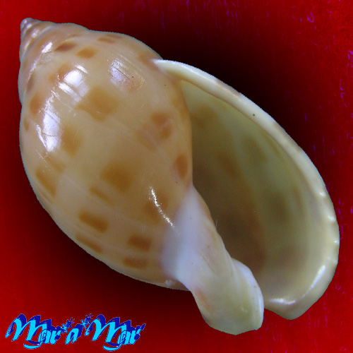 Casmaria atlantica Clench, 1944*