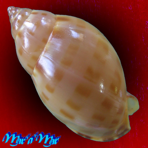 Alternative view of Casmaria atlantica Clench, 1944*