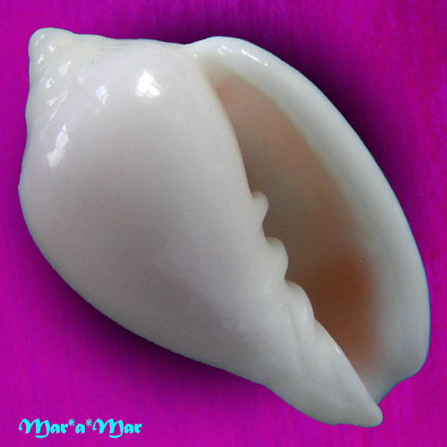 Marginella irorata Menke, 1828