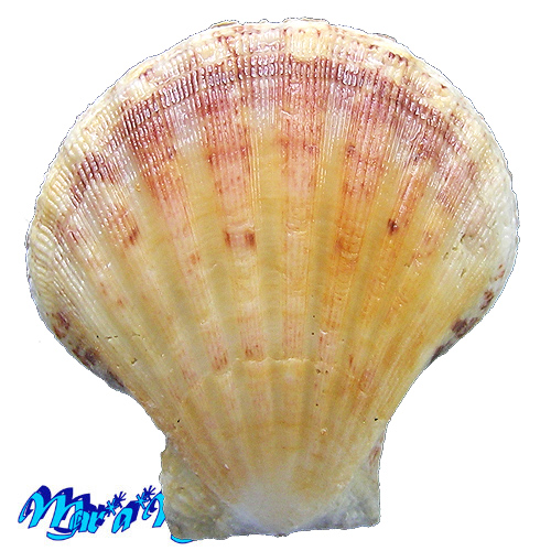 Alternative view of Decatopecten (Chlamys) amiculum (R.A. Philippi, 1851)