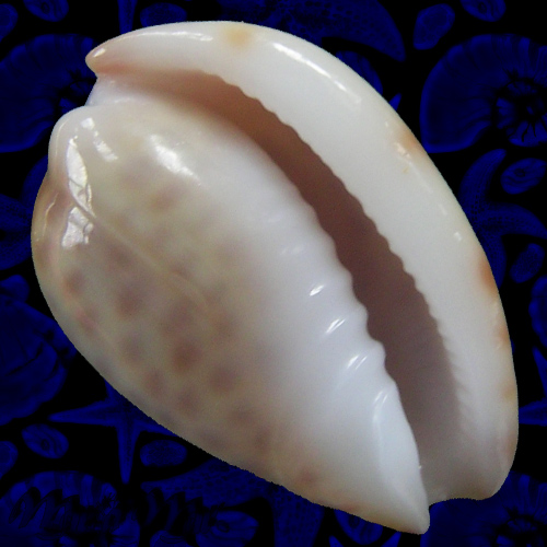 Persicula persicula (Linnaeus, 1758)