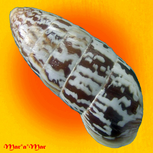 Alternative view of Cerion sp.