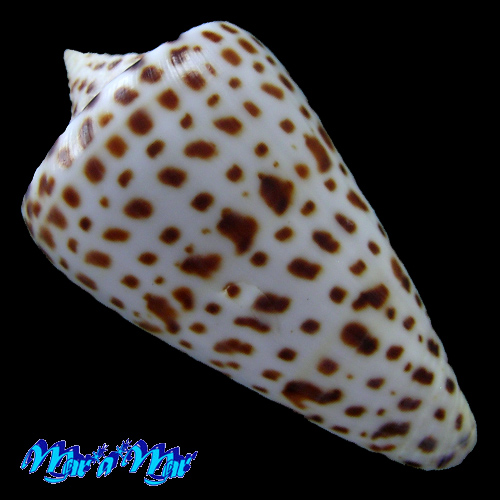 Alternative view of Conus spurius atlanticus Clench, 1942