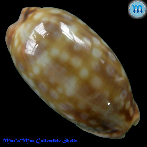 Macrocypraea zebra Linnaeus, 1758