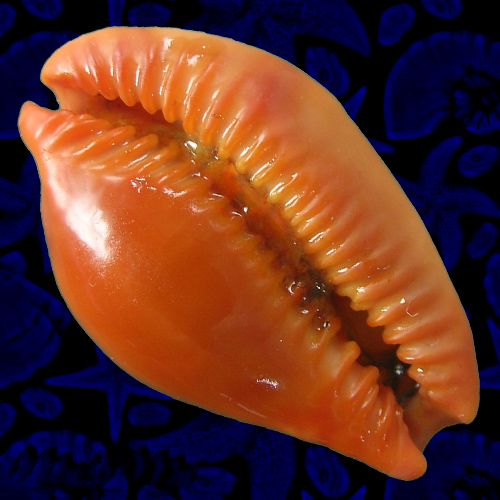 Alternative view of Cypraea (Propustularia) surinamensis (Perry, 1811)