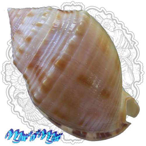 Alternative view of Semicassis granulata peristephes (Pilsbry & McGinty, 1939)