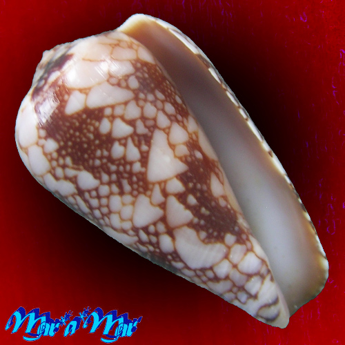 Conus penaceus bazarutensis Fernandes, C. & A.J.A. Monteiro, 1988