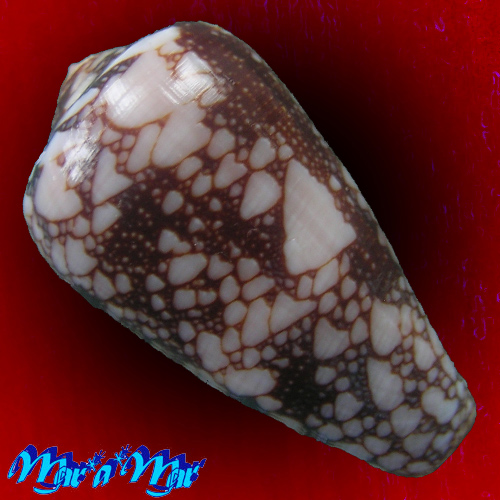 Alternative view of Conus penaceus bazarutensis Fernandes, C. & A.J.A. Monteiro, 1988