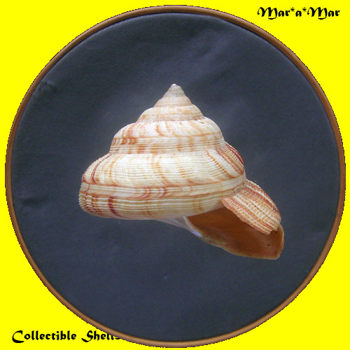 Perotrochus atlanticus Rios & Matthews, 1968