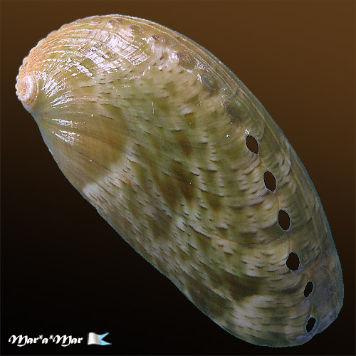 Haliotis asinina Linnaeus, 1758