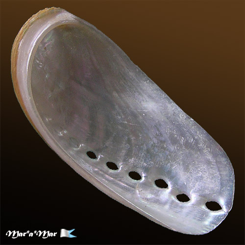 Alternative view of Haliotis asinina Linnaeus, 1758