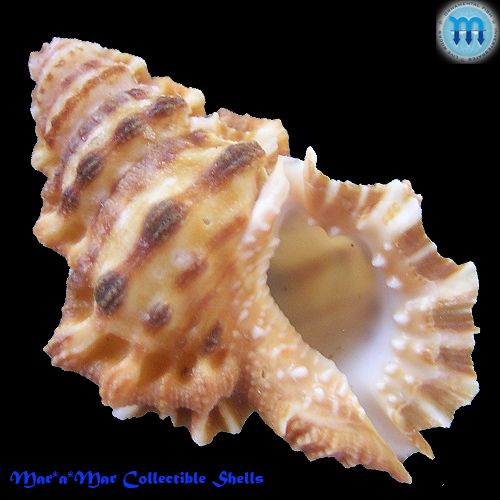 Bursa caelata Broderip, 1833