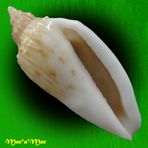 Afriathleta semirrugata trixiae S. Veldsman & J. Velsman, 2022