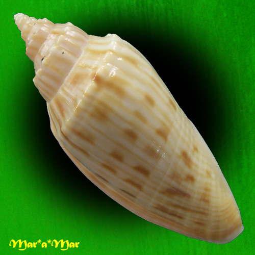 Alternative view of Afriathleta semirrugata trixiae S. Veldsman & J. Velsman, 2022