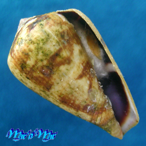 Conus saharicus (Petuch & Berschauer, 2016)