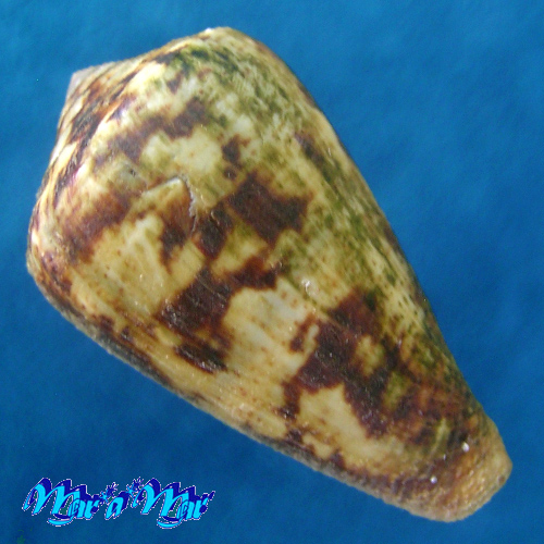 Alternative view of Conus saharicus (Petuch & Berschauer, 2016)