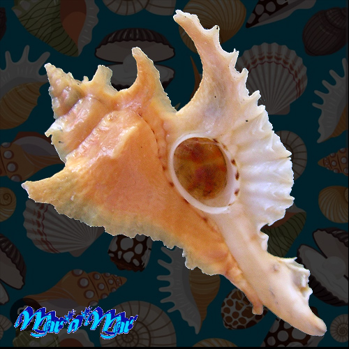 Purpurellus gambiensis (Reeve, 1845)