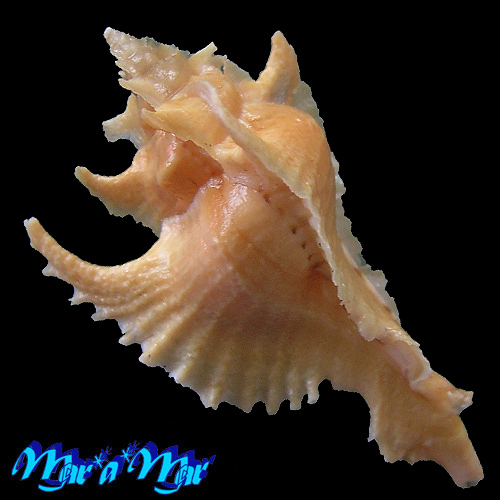 Alternative view of Purpurellus gambiensis (Reeve, 1845)