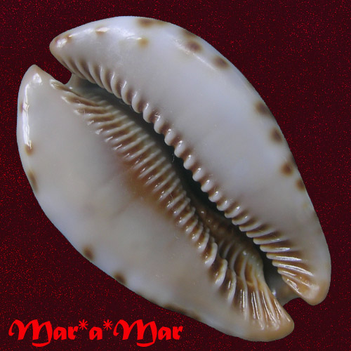 Alternative view of Cypraea stercoraria Linnaeus, 1758