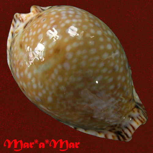 Cypraea lamarckii J.E. Gray, 1825