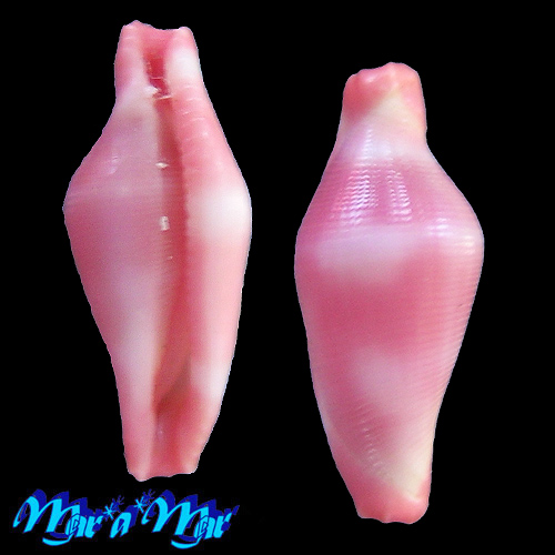 Crenavolva striatula Sowerby, 1828