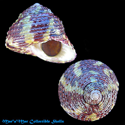 Tegula viridula (Gmelin, 1791)*