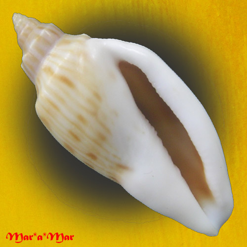 Afriathleta semirrugata trixiae S. Veldsman & J. Velsman, 2022