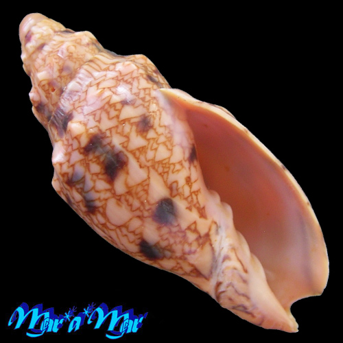 Odontocymbiola americana (Reeve, 1846)