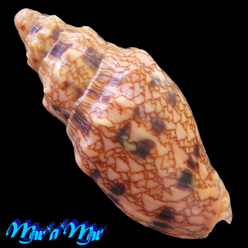 Alternative view of Odontocymbiola americana (Reeve, 1846)