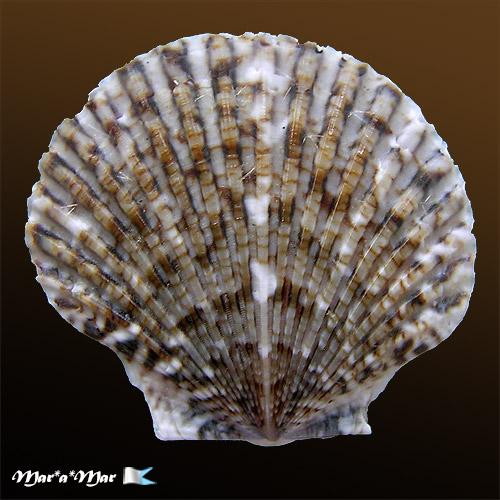 Chlamys minuta Linnaeus, 1758