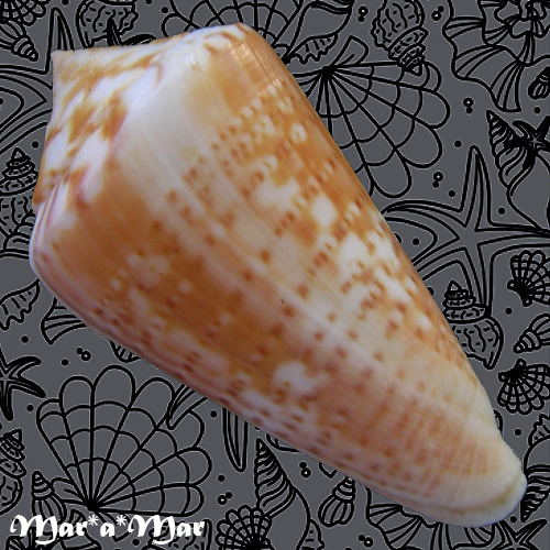 Alternative view of Conus clenchi Martens, 1943