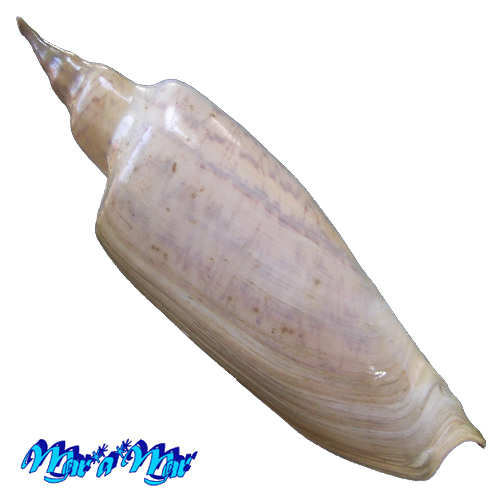 Alternative view of Zidona dufresnii (Donovan, 1823)