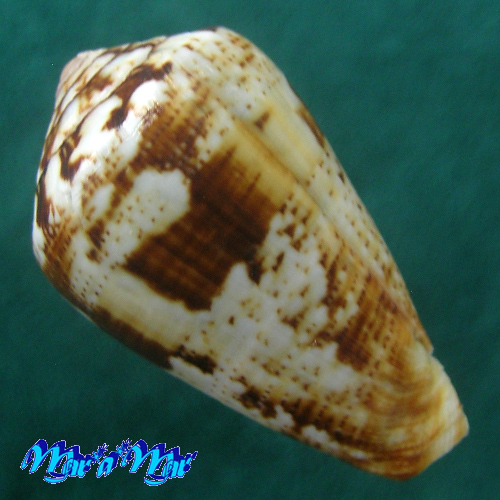 Alternative view of Conus saharicus (Petuch & Berschauer, 2016)