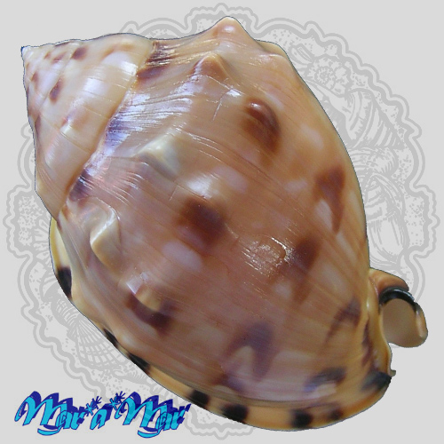 Alternative view of Semicassis iheringi (Carcelles, 1953)