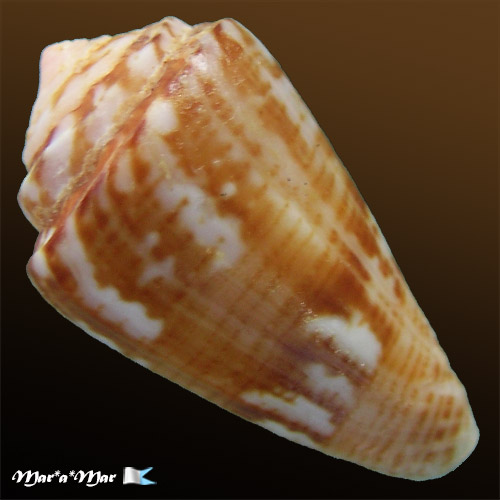 Alternative view of Poremskiconus brasiliensis Clench, 1942