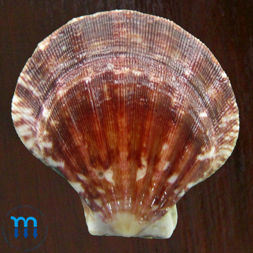 Dactopecten (Chlamys) amiculum (R.A. Philippi, 1851)