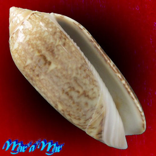 Americoliva circinata Marrat, 1870