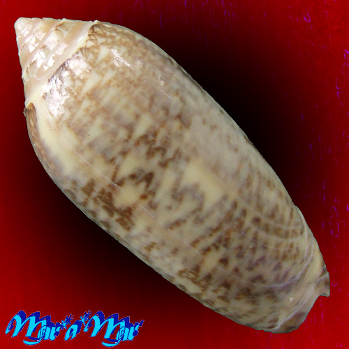 Alternative view of Americoliva circinata Marrat, 1870