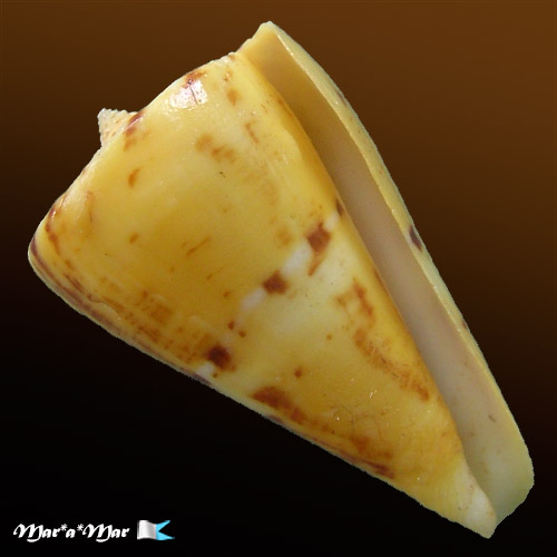 Conus riosi Petuch, 1986