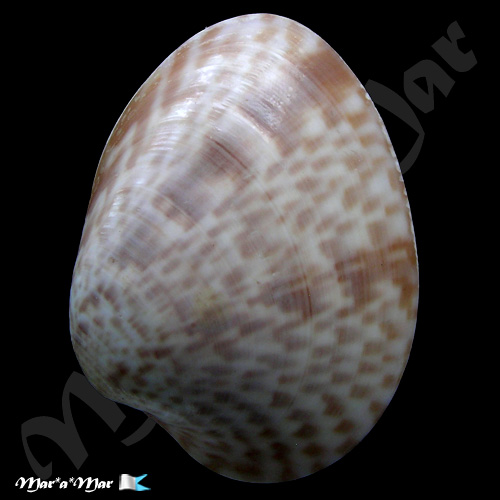 Alternative view of Macrocallista maculata (Linnaeus, 1758)