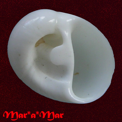 Polinices mamilla (Linnaeus, 1758)